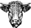 Tekening koe